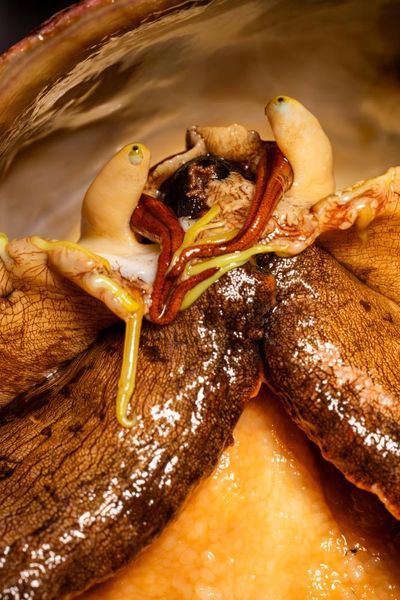 Sex and the sea snail: how a plucky marine lab brought a mollusk back from the brink
