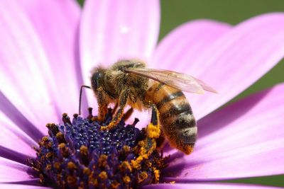 Cheap Ways to Attract Pollinators Early in the Season