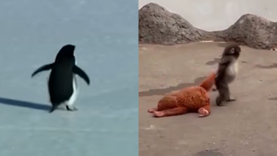From Punch the Monkey to Penguin memes: How animals took over the internet in 2026