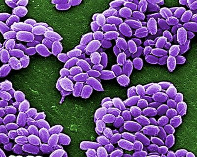 Taxonomy isn’t sexy science, but it deserves wider appreciation