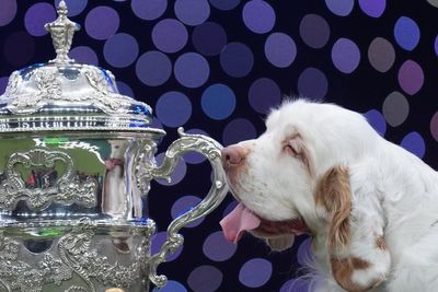 Bruin the Clumber spaniel wins best in show at Crufts