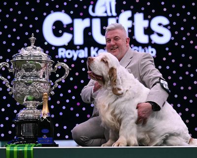 Four-year-old clumber spaniel called Bruin wins best in show at Crufts