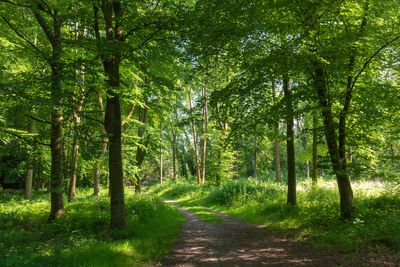 Time running out to rescue ‘forgotten forests’ under plantations, charity warns