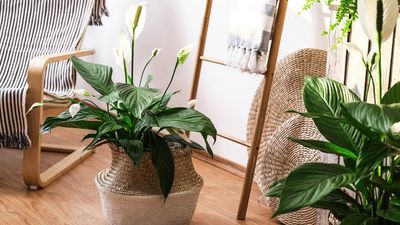 Here’s why your peace lily has yellow leaves, and what to do about it