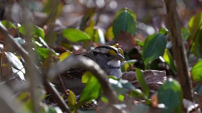 Bird populations are shrinking ever faster in the face of climate change and agriculture - US study