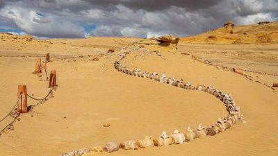 How did whales end up in a desert? Egypt’s 40-million-year-old ‘Valley of the Whales’ reveals the answer