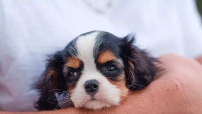 Do Pets Get Depressed When You Are Sad? The Psychology Behind Pets’ Emotions