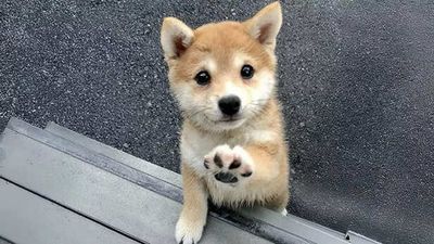 Do Dogs Understand Human Language? The Science Behind How Dogs Communicate With Humans