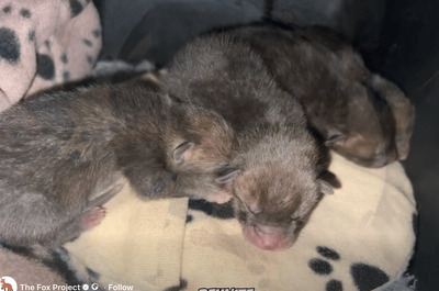Fox cubs reunited with mother after being found in car taken to Bromley garage