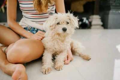 5 Hypoallergenic Dog Breeds For Sensitive Owners