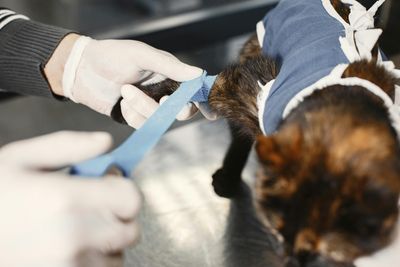 10 Ways Vets Speed Up Pet Recovery After Surgery