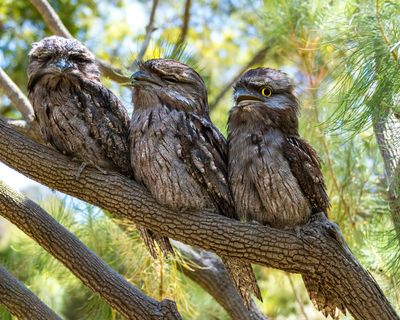 Aerial athletes and unsung hunters by night, tawny frogmouths are more than just their Muppet looks