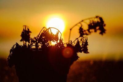 March Fungal Diseases to Watch For