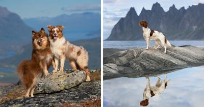 I Went Above The Arctic Circle To Photograph Dogs, Here Are 24 Moments I Captured