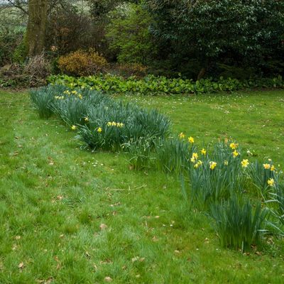 If you've got bulbs in your lawn, you'll need to be extra careful when it comes to the first mow of the year – here's when to do it, according to experts