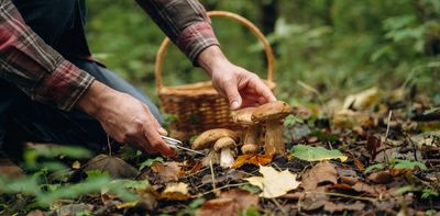 Foraged mushrooms and sea beet featured in British meals in the 16th century. Why not today?