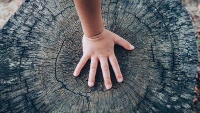 SampleRadar: 213 free wooden percussion samples