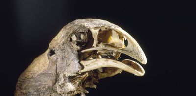 To help save NZ’s native species, we must move past the extinction blame game