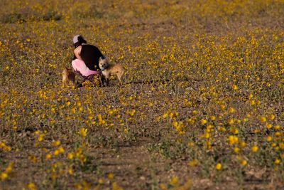 Once-in-a-decade phenomenon sees flowers bloom in driest place in North America