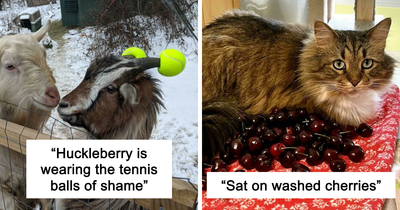 47 Times Pets Were Publicly Shamed For Their Hilariously ‘Horrible Crimes’