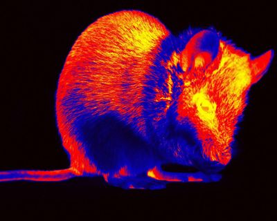 Short films made from brain activity of mice aim to show how they see world