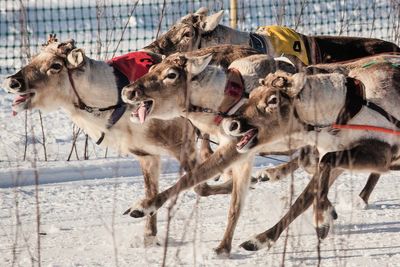 Photos show Salla Porocup reindeer sprint racing event in Finland