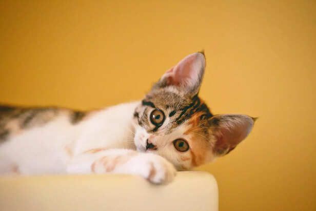 What Does It Mean When A Cat Purrs While Eating Reference: Why Do Cats Purr And What It Really Means