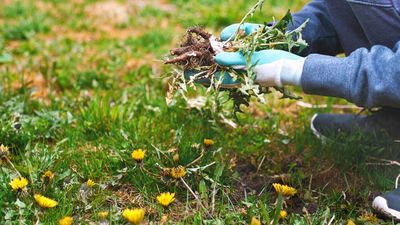 Say goodbye to lawn weeds with this simple March hack — and revive your plants