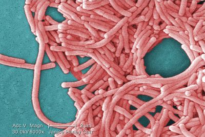 Legionnaires' disease in London: Everything we know about the outbreak linked to two areas of capital