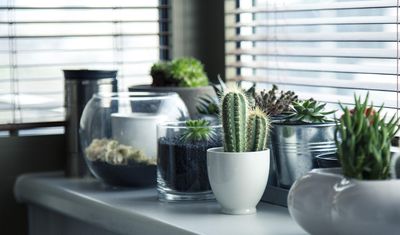 Indoor Plants, HEPA Air Purifiers, or Open Window Ventilation: Simple Clean Air Tips for Household PM2.5 Reduction
