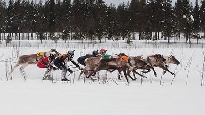 Reindeer racing draws crowds in Finland’s frozen north near the Russian border