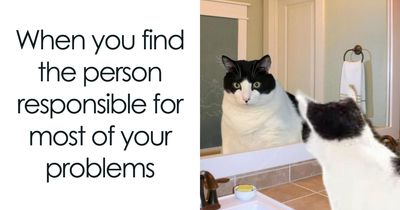 If You Love Chaotic Cat Humor, These 51 Poorly Made Cat Memes Might Be For You