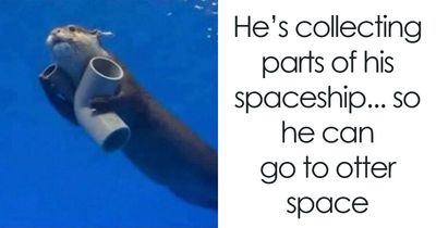 This Account Shares 55 Memes Proving Animals Are The Funniest Beings On Earth