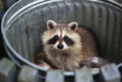 Raccoons solve puzzles just for fun – even when there’s no treat reward at the end
