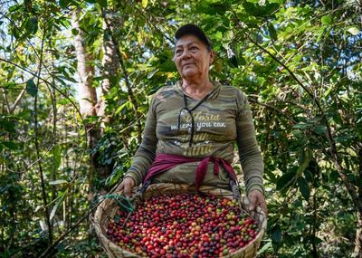 ‘Everyone feels like they are being scammed’: can Central America’s small coffee growers survive as global prices fall?