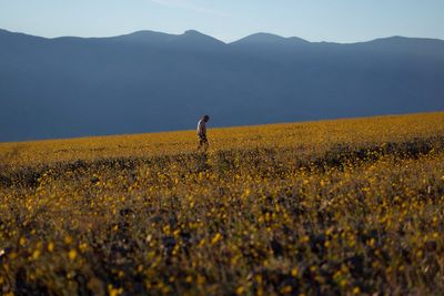 Driest place in North America experiences rare ‘superbloom’
