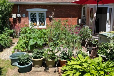 Nobody said vegetable gardens must be in the backyard. Put them out front if it's sunny