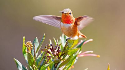 Discover When Hummingbirds Will Return To Your Garden – And How To Be Ready To Keep Them There