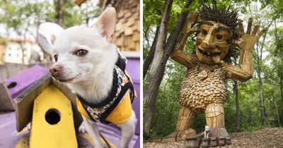 24 Captures Showing How Determined My Tiny Chihuahua Was To Find Minnesota’s Trolls
