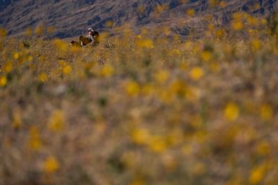 Death Valley bursts into superbloom for first time in a decade