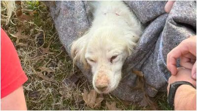 Dog Reunited with Family After Neighbours Spot Him in Storm Drain And Made A 911 Call