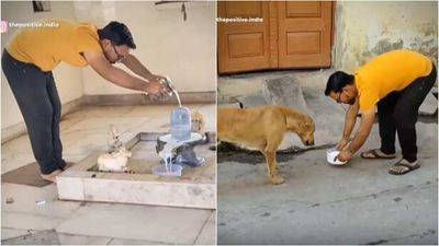 Man Collects Milk Offered to God and Feeds It to Stray Animals; Netizens Call It the Real Dharma