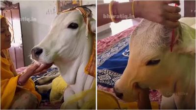 Why Should Humans Have All the Fun? A Woman Dressed Up Her Cow For Holi And It Was Enough To Melt The Internet