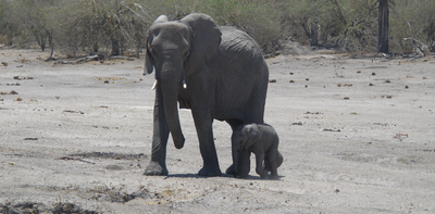 Animals can talk over huge distances – but humans might be changing their range