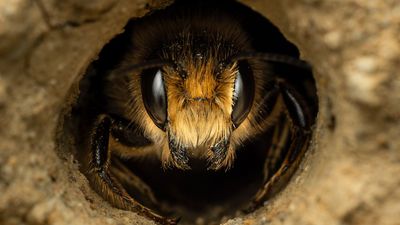 5th major win! 10-year-old wildlife photographer scoops prize for extraordinary macro bee image in stunning detail