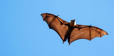 What’s it like to be a bat? Scientists develop new solution to the puzzle of animal minds