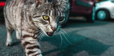 Your cat is likely to live longer if you don’t let them roam – new study