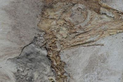Strange dinosaur species found with hundreds of stones in its throat named after funk band
