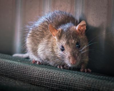 Sale of rat poisons could be restricted to protect Australian wildlife