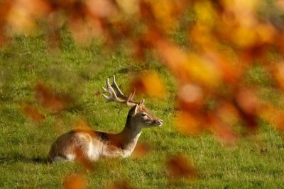 UK wildlife to replace historical figures on next series of banknotes
